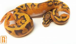 Enchi Ghost Pied