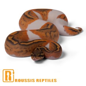 Ghost Pied