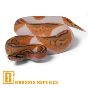 Ghost Pied