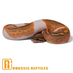 Ghost Pied