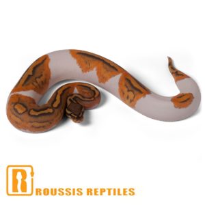 Ghost Pied