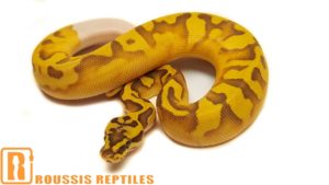 Super Enchi Ghost Pied- The Glow Ball