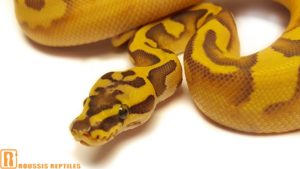 Super Enchi Ghost Pied- The Glow Ball
