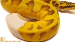 Super Enchi Ghost Pied- The Glow Ball