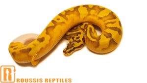 Super Enchi Ghost Pied- The Glow Ball