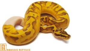 Super Enchi Ghost Pied- The Glow Ball
