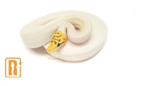 Killer Bee Pied
