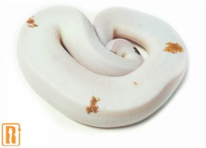 Metal Flake Pied