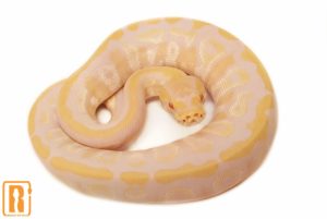 Mojave Albino