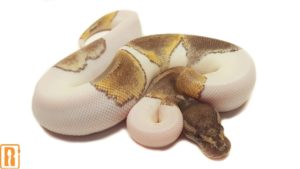 Mojave Pied