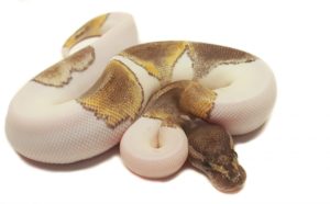 Mojave Pied