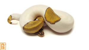 Mojave Pied
