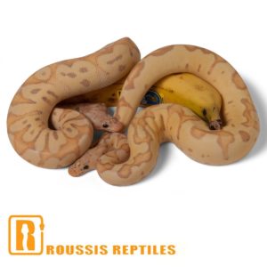 Pastel Banana Clown