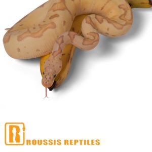 Pastel Banana Clown