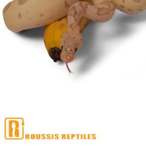 Pastel Banana Clown