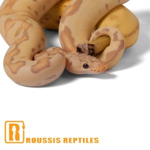 Pastel Banana Clown