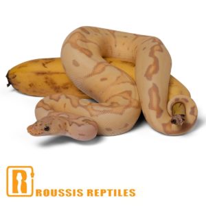 Pastel Banana Clown