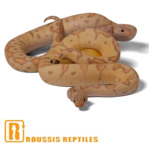 Pastel Banana Clown