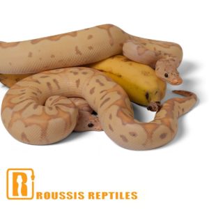 Pastel Banana Clown