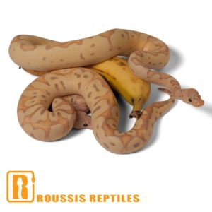 Pastel Banana Clown