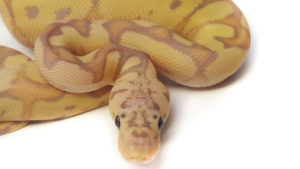 Pastel Banana Clown