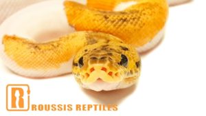 Pastel Clown Pied