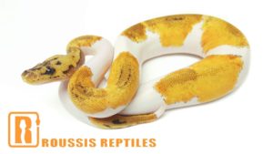Pastel Clown Pied