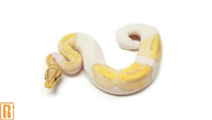 Pastel Banana Pied