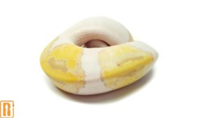 Pastel Banana Pied