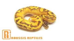 Pastel Enchi Pied