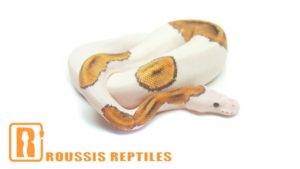 Whitehead Pied