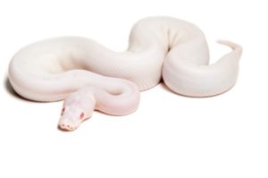 White Wedding Albino Pied