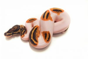 Yellow Belly Pied
