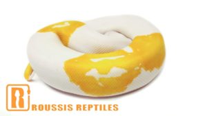 Albino Pied