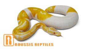 Albino Pied
