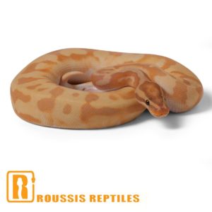 Enchi Banana Pied