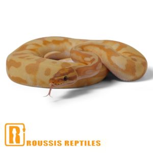 Enchi Banana Pied