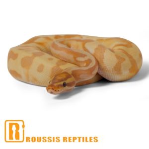 Enchi Banana Pied
