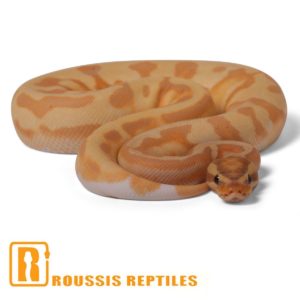Enchi Banana Pied
