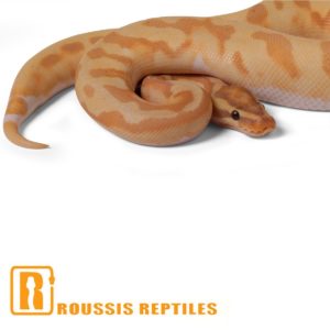 Enchi Banana Pied