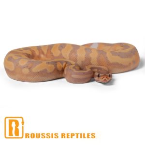 Banana Pied