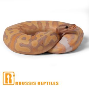Banana Pied