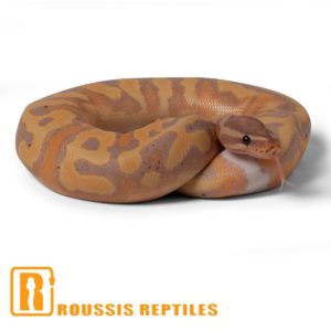 Banana Pied