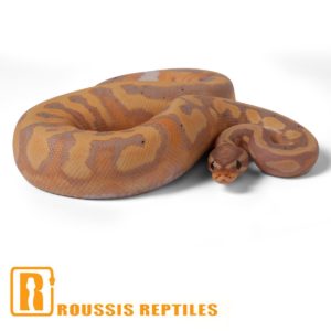 Banana Pied