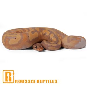 Banana Pied