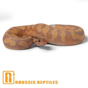 Banana Pied