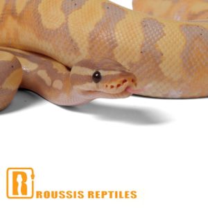Banana Pied