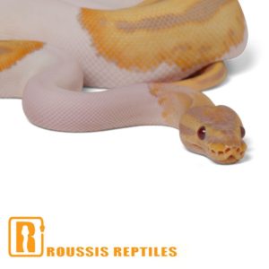 Candy Pied