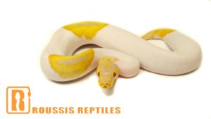 Candy Pied