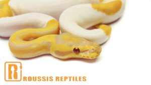 Candy Pied